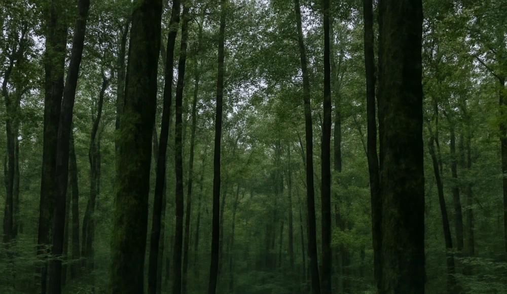 How to Sell Inherited Land in Alabama land guide