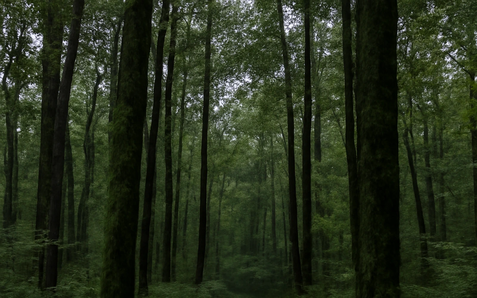 Wooded land in Dothan