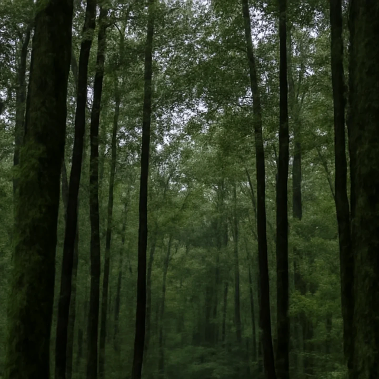 Dothan vacant land, wooded acreage, and rural parcels in Alabama