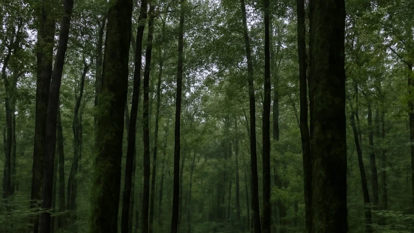 Tuscaloosa County vacant land, wooded acreage, and rural parcels in Alabama